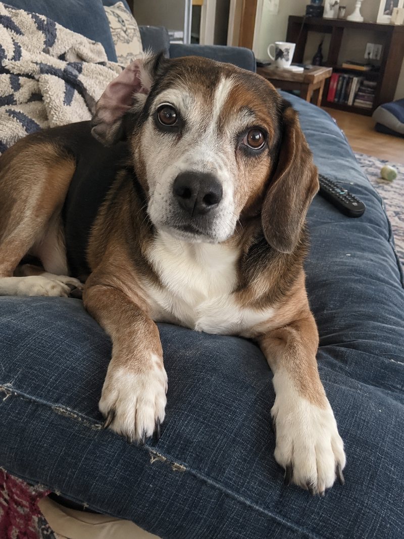 A beagle lying on a blue sofa, looking at the camera, the kind of phone photo an owner sends.